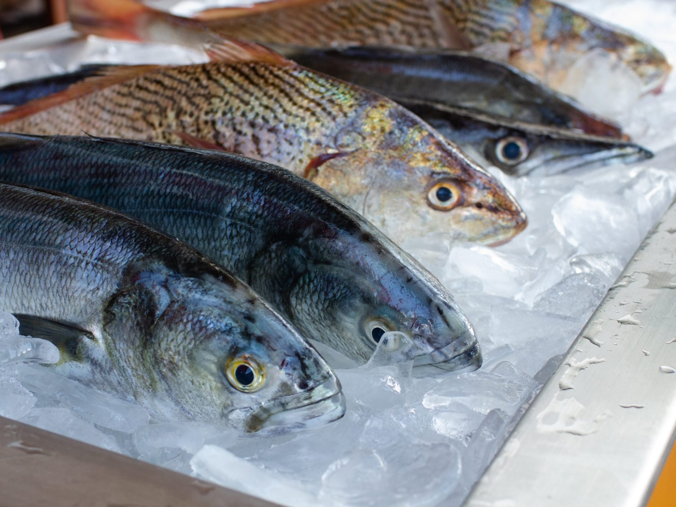 a group of fish in the water